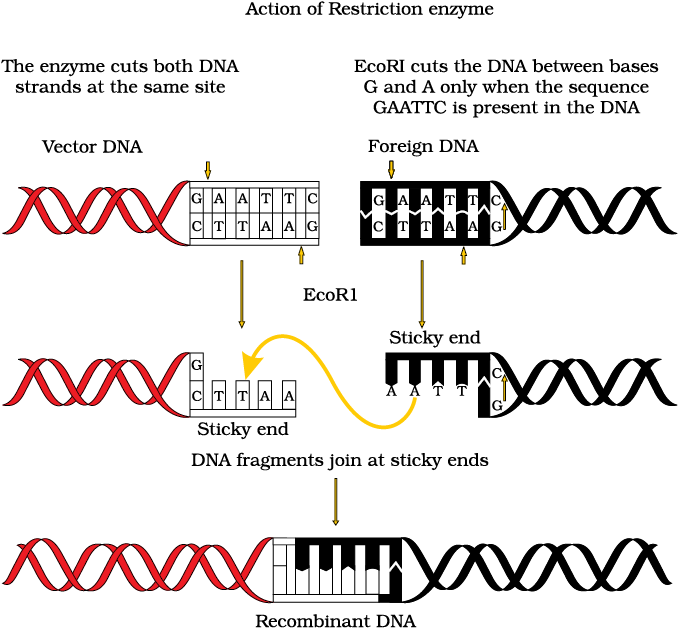 Biotechnology Principles And Processes - NCERT Class 12 Biology