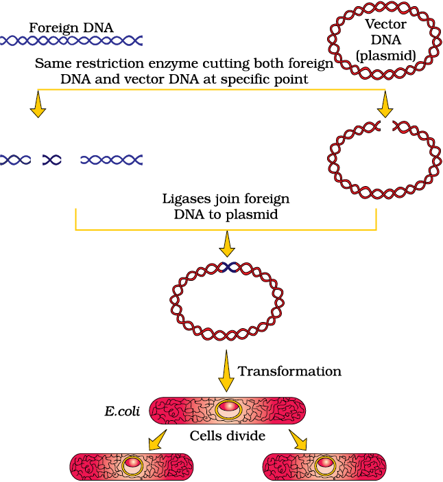 Biotechnology Principles And Processes - NCERT Class 12 Biology