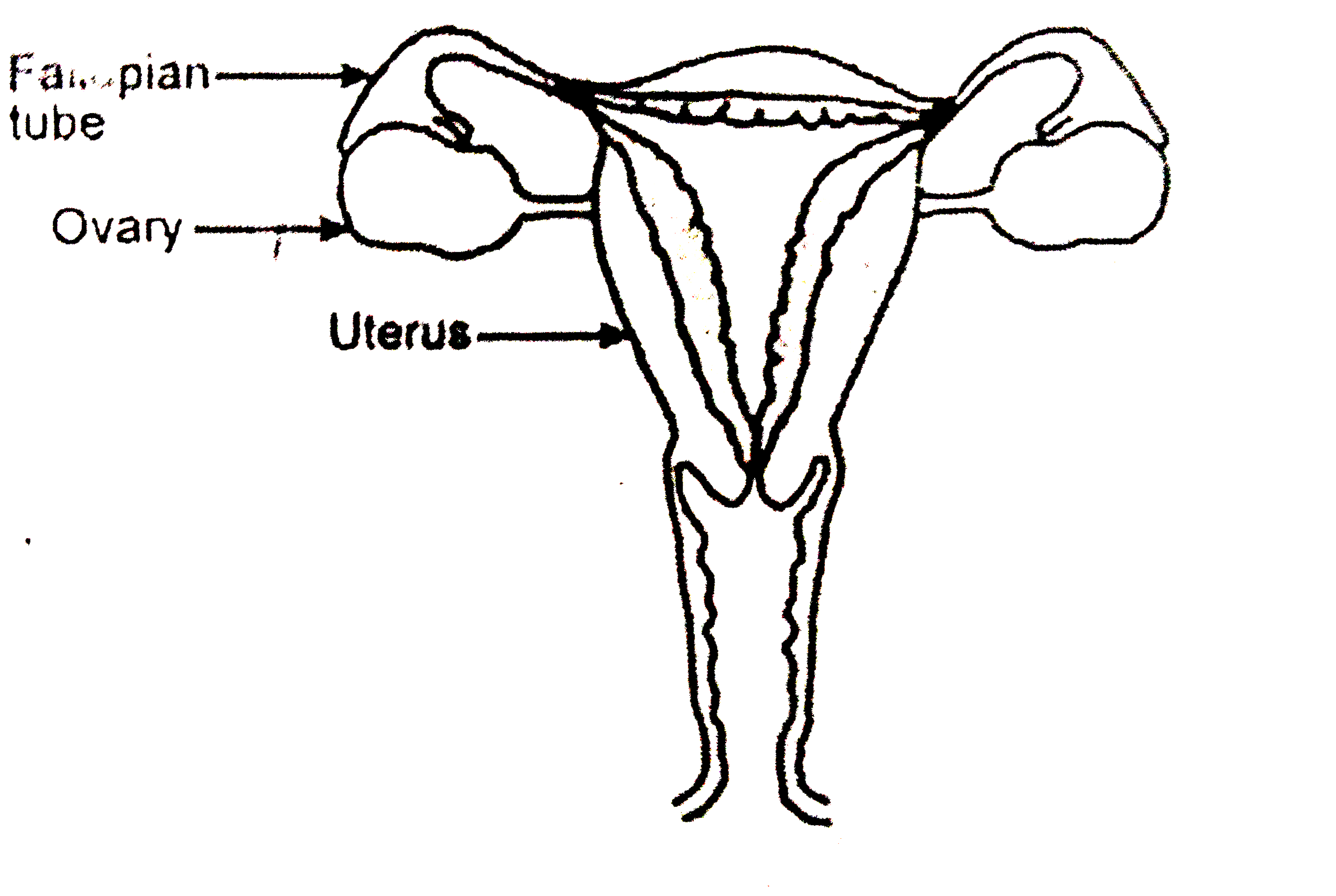 Draw A Diagram Of Female Reproductive System Images And Photos Finder