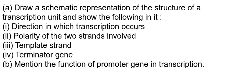 Draw A Schematic Representation Of The Structure Of A Transcriptio