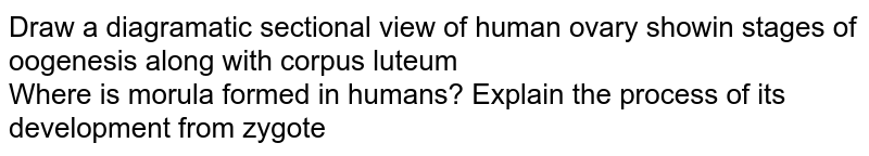 Draw A Diagrammatic Sectional View Of Human Ovary Showing Differen