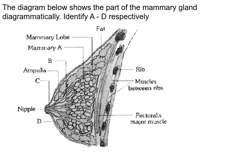 With A Suitable Diagram Describe The Organisation Of Mammary Glan