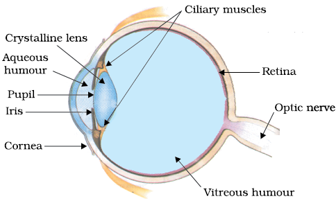 The Human Eye and the Colourful World - NCERT Class 10 Science