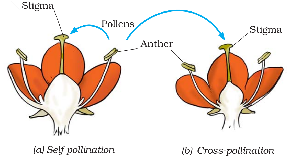 Reproduction In Plants - NCERT Class 7 Science