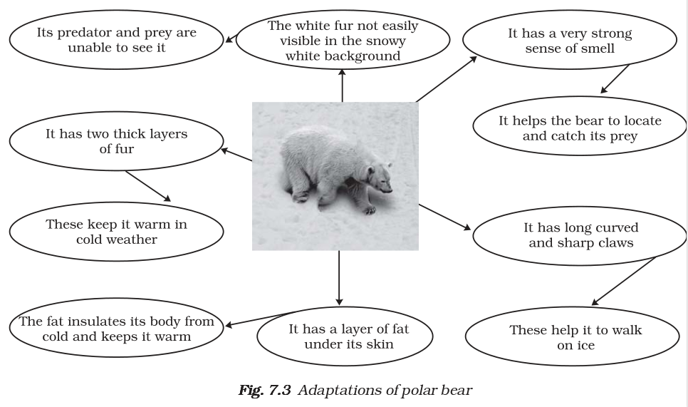Weather, Climate and Adaptations of Animals to Climate - NCERT Class 7  Science