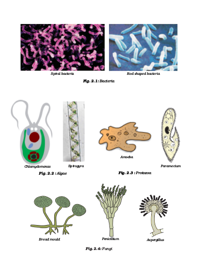 Microorganisms : Friend and Foe - NCERT Class 8 Science