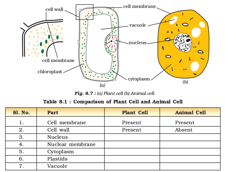 Cell — Structure and Functions - NCERT Class 8 Science