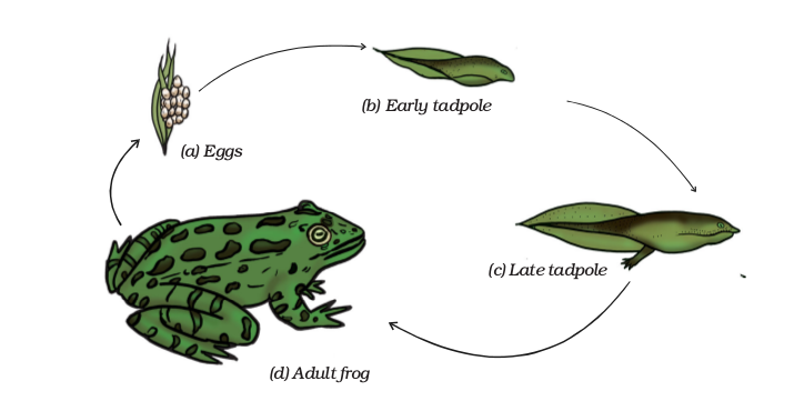 Reproduction in Animals - NCERT Class 8 Science