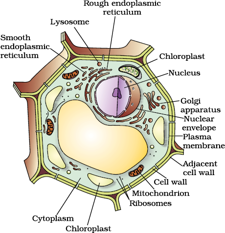 The Fundamental Unit of Life - NCERT Class 9 Science