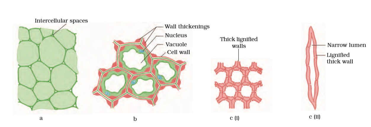 Tissues - NCERT Class 9 Science