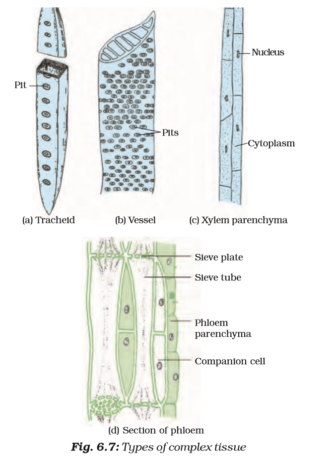 Tissues - NCERT Class 9 Science