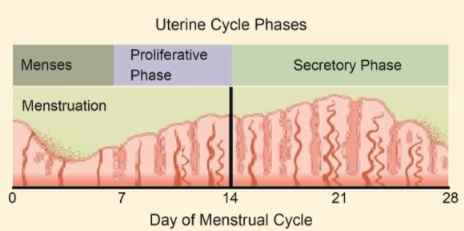 ulterine cycle phases