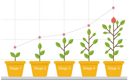 growth of plants