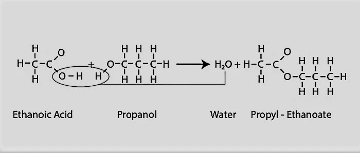 ethanoic acid and propanol to form propyl ethanoate and water