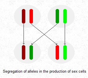 sex cell formation