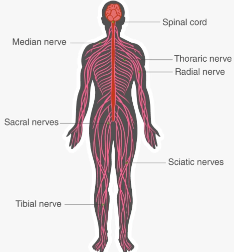 Diagram of the Human Nervous System