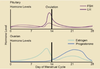 hormone levels that occur during the menstrual cycle.