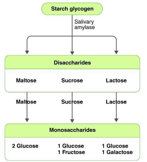 starch glycogen