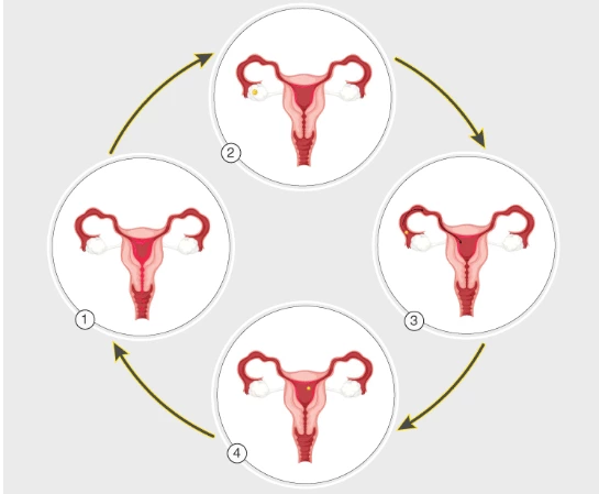menstrual cycle, reproductive phase