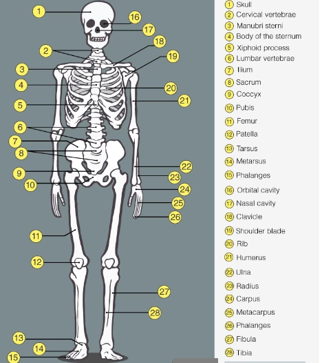 Skeletal System Anatomy