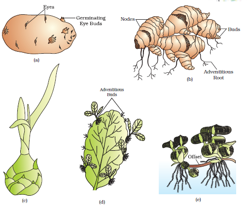 Potatoes Asexual Reproduction 1925