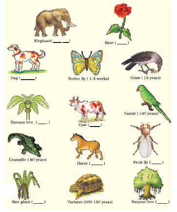 Reproduction In Organisms - NCERT Class 12 Biology Reproduction In Organisms - NCERT Class 12 Biology