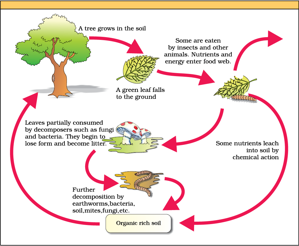 Ecosystem NCERT Class 12 Biology