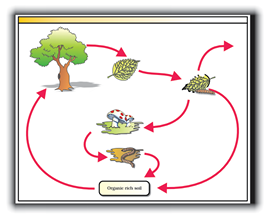 Ecosystem - NCERT Class 12 Biology
