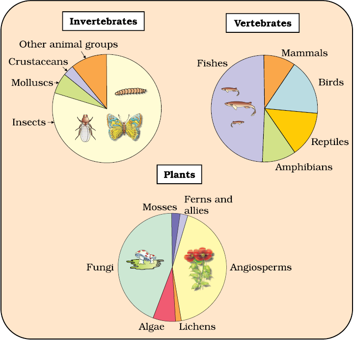 Biodiversity And Conservation - NCERT Class 12 Biology