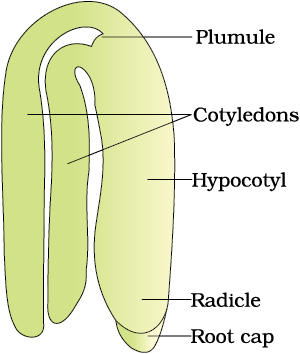 Sexual Reproduction In Flowering Plants - NCERT Class 12 Biology