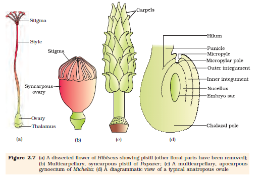 Sexual Reproduction In Flowering Plants Ncert Class 12 Biology 
