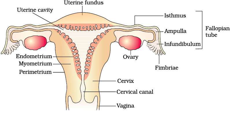 Class 12 Cbse Biology Chapter 3 Human Reproduction Part 2