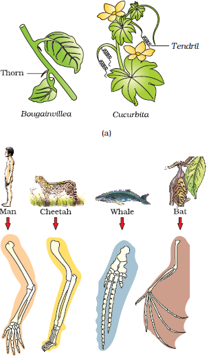 Evolution Ncert Class 12 Biology