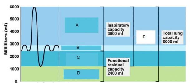 Identify the correctly matched pairs TV::IRV::ERV::RV::VC