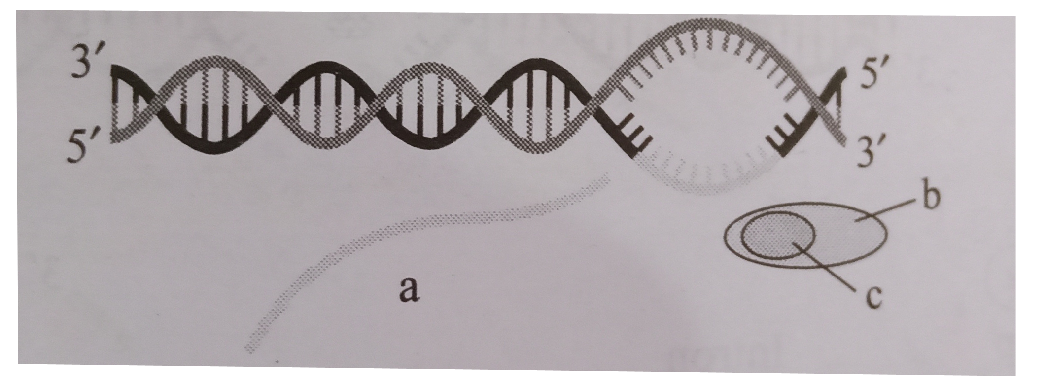 The given figure represents the process of transcription in bacteria      Select the option which correctly labels a, b and c