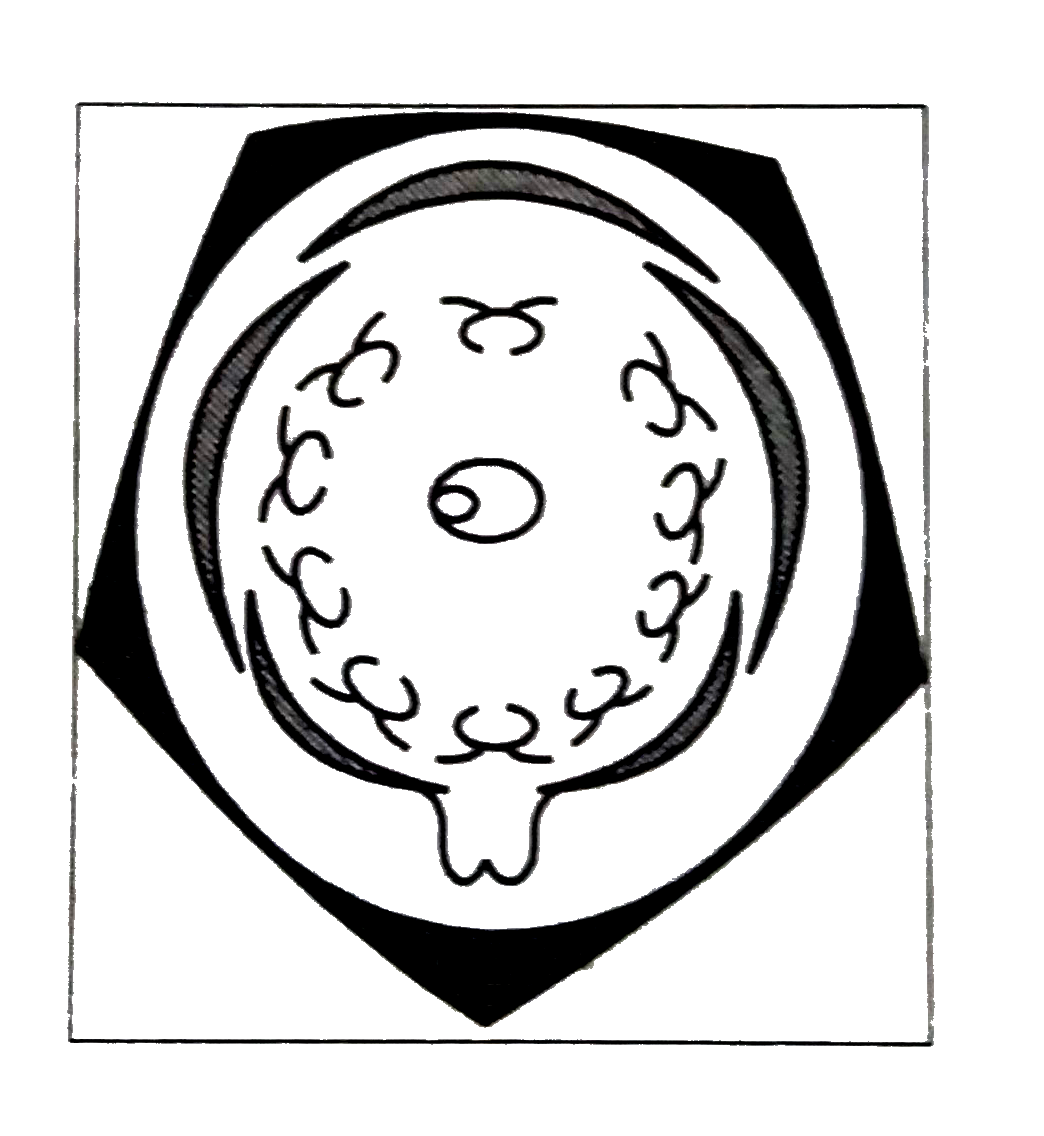 Which of the following is the correct floral formula for the floral diagram given below ?