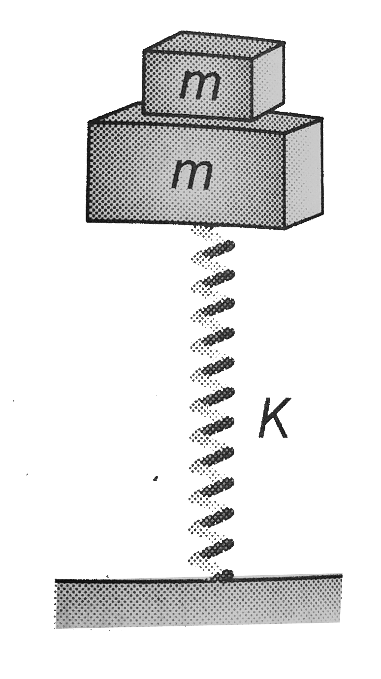 A block of mass m is at rest on an another block of same mass as shown in figure lower block is attached to the spring than the maximum amplitude of motion so that both the block will remain in contact is