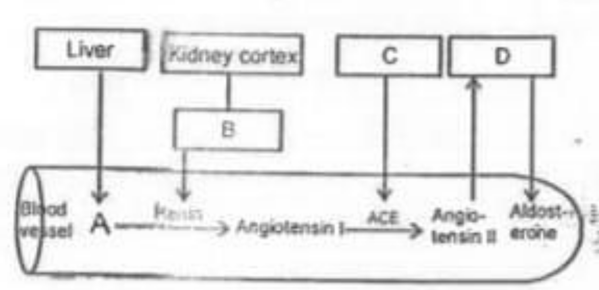 Given below is flow chart of RAAS:  choose the option which correctly fills the blanks labelled as A,B,C and D