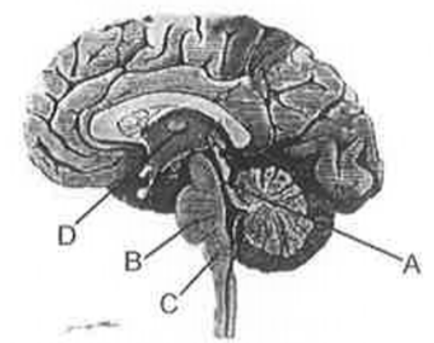 Given below is the diagram of human brain. Choose the correct match between various structures labelled as A, B, C and D with their concerned function.