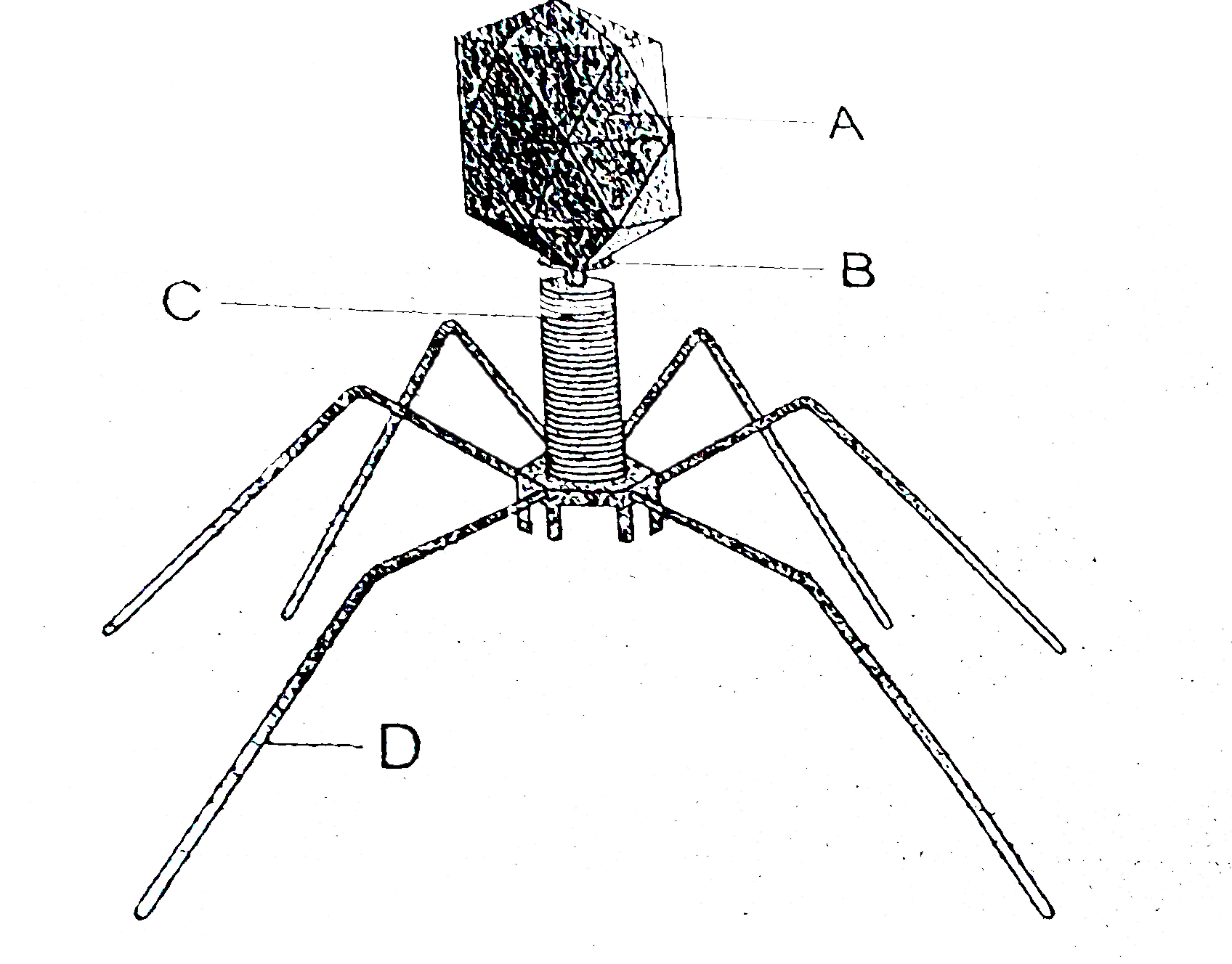 Identify A, B, C and D parts in this diagram of bacteriophage.
