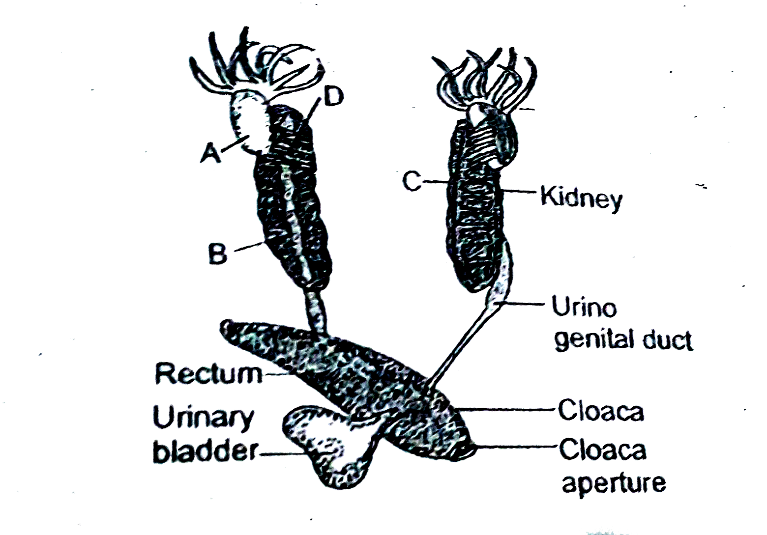 Following is the diagram of the male reproductive system of frog select the correct set of names labelled A,B,C and D.