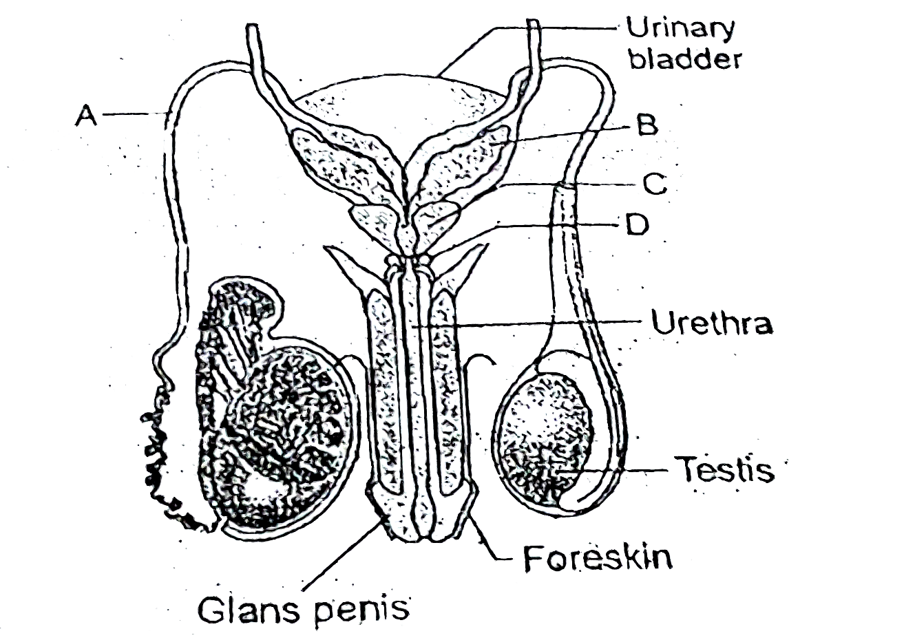 Given below is a diagrammatic sketch of a portion of human mate reproductive system. Which of the following part contributes to the maximum portion of semen?