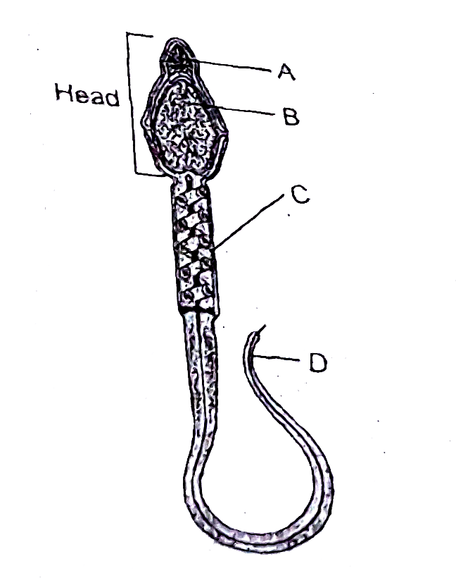 Which  of the following  labelled  parts produces  energy for the  movement  of the  fall that facilitate  sperm  motility essential for fertilisation ?