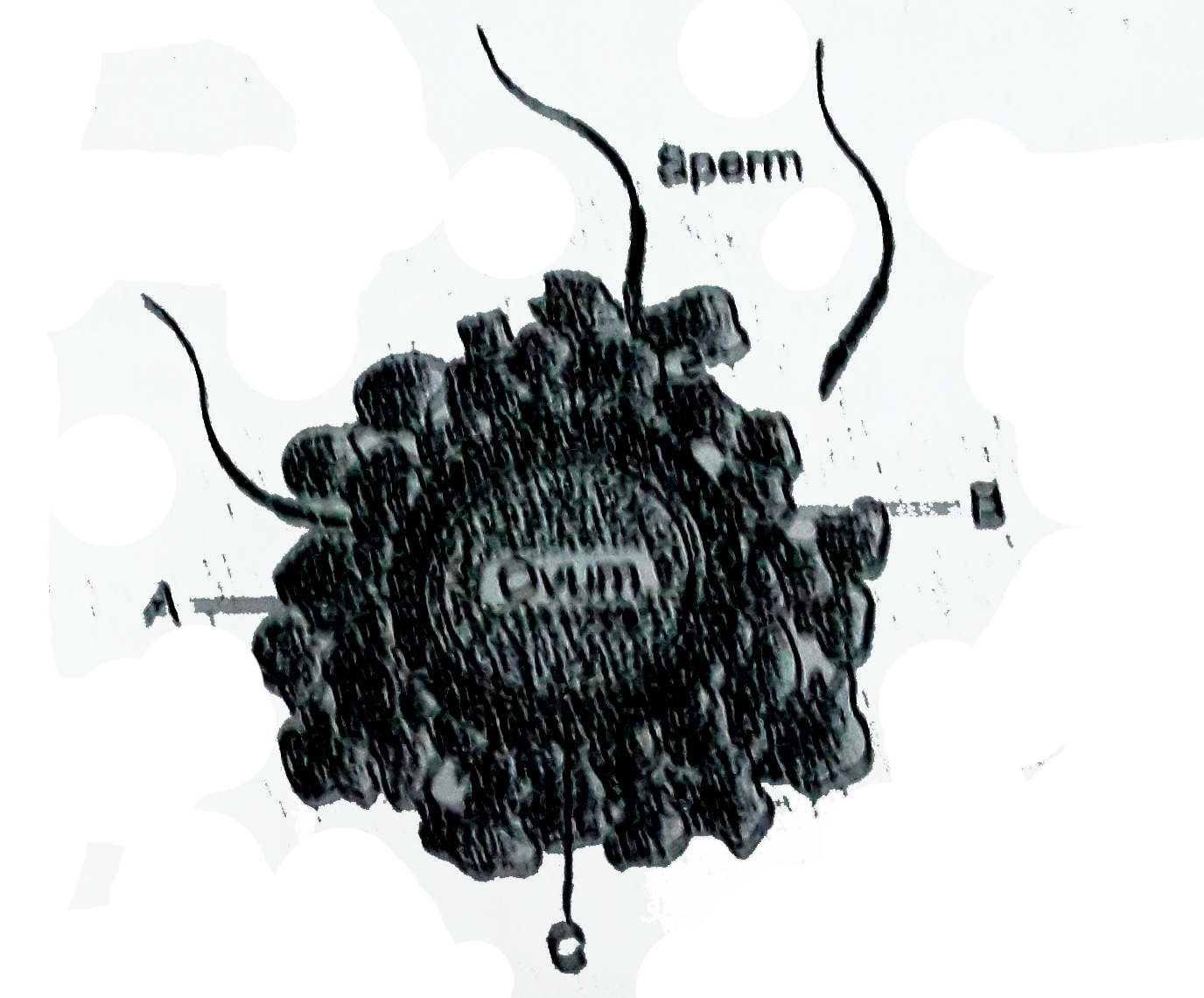 Following the  diagram of an ovum surrounded by few sperms       Which of the  following  option  is correct  for the  labelled  parts A B  and C ?