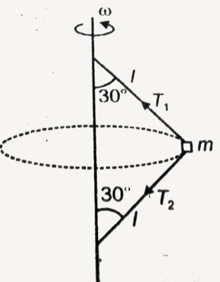 A particle of mass m is whirled in horizontal  circle with the help of two threads of length l each as shown in figure . Angular velocity equals omega, then