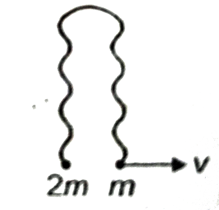Two particles of a mass 2m and m are tied with an inextensible string the particle of mass m is given a speed V as shown in the figure. Find the speed with which the particle of mass 2m starts moving.