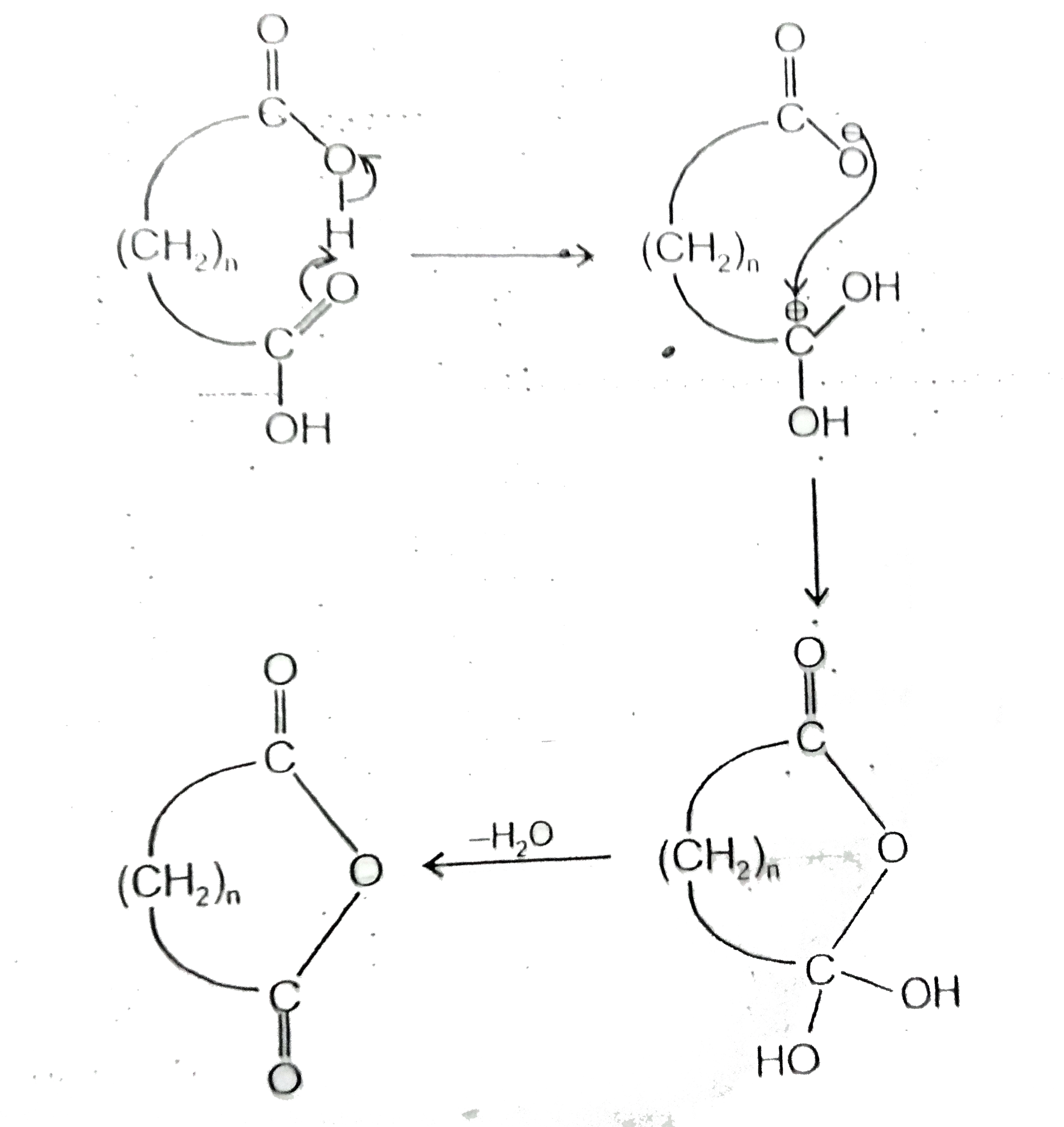Certain  dicarboxylic acids spontaneously eliminate water when heated forming cycioc anhydirides. But for the reaction to be successfully. The cyclic anhydrides product must normally have a ring size of fivee or six members. There are two important reasons, first, the second carboxyl group can serve as the acid catalyst (by intramolecular proton transfer), as well as the nucleophile. And second, the high temperature involved reduce the need for catalyst.      Consider the following sequence of reaction,      The final product of the reaction would be