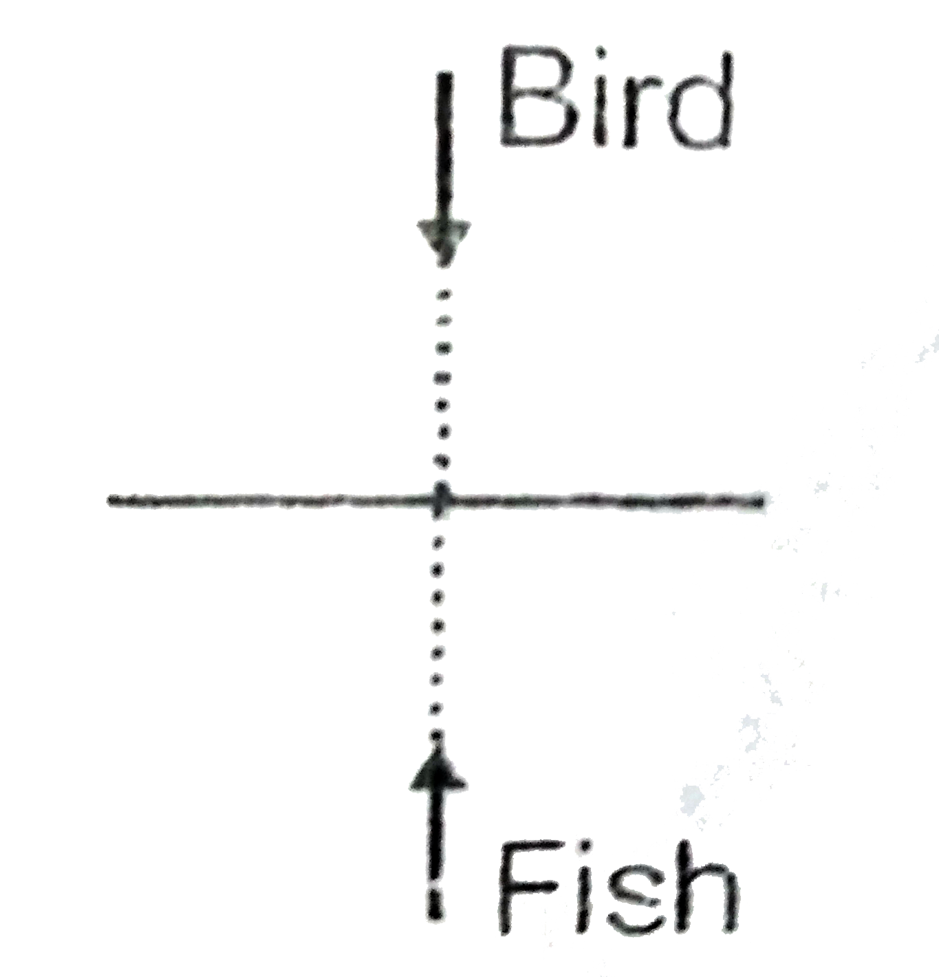 A fish is moving up vertically with speed 4 cm/s inside a pond. A bird is moving vertically downward (see figure). Velocity of the bird w.r.t. fish is 16 cm/s downward. Find out the actual velocity of the bird (in cm/s). Given refractive index of water is (4)/(3).