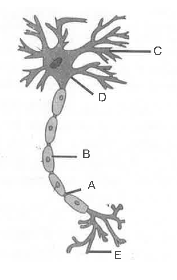 In the given figure of neuron, which of the labelled parts have Nissl's granules?