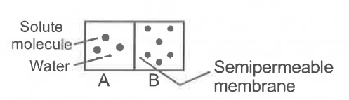 Which chamber in given diagram has lower solute and water potential respectively?